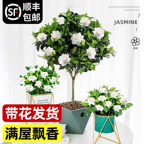棒棒糖栀子花盆栽花卉绿植好养四季开花带花苞植物室内水培阳台 - 图3