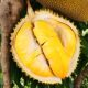 Authentic Thai Golden Pillow Durian Full Box SF Express