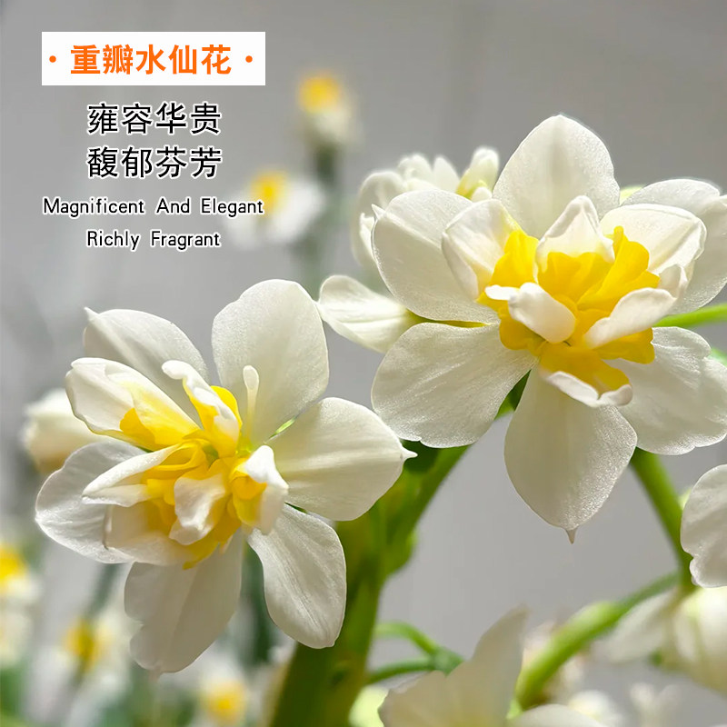 漳州水仙花带花苞种球根重瓣水培年宵花卉盆栽室内好养浓香绿植物,淘宝优惠券,粉丝福利购,淘宝优惠卷
