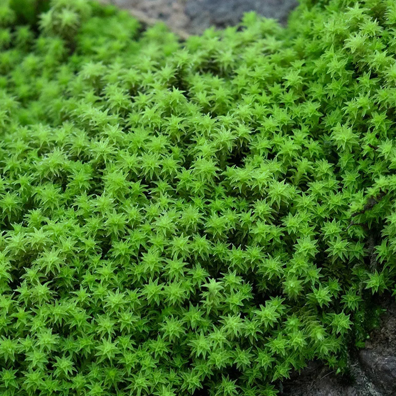 鲜活苔藓青苔迷你植物微景观生态瓶盆景盆栽造景假山装饰diy雨林 - 图1