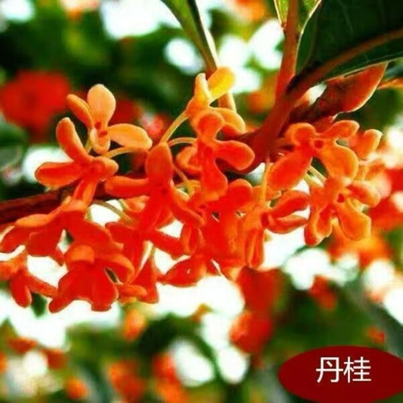 桂花树苗四季桂花原生高杆天香台阁地盆栽金桂花好养直发阳台客厅 - 图2