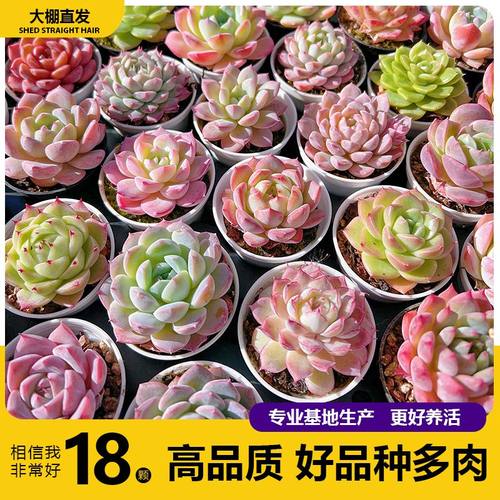 多肉植物套餐组合新手带盆肉肉大颗好养精品玉露桃蛋绿植室内花卉 - 图1