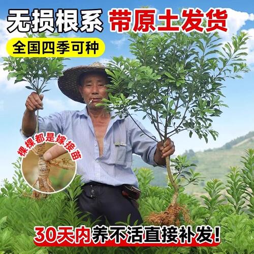 正宗东魁杨梅树大树苗特大杨梅嫁接果树苗庭院四季种植带土球结果 - 图3