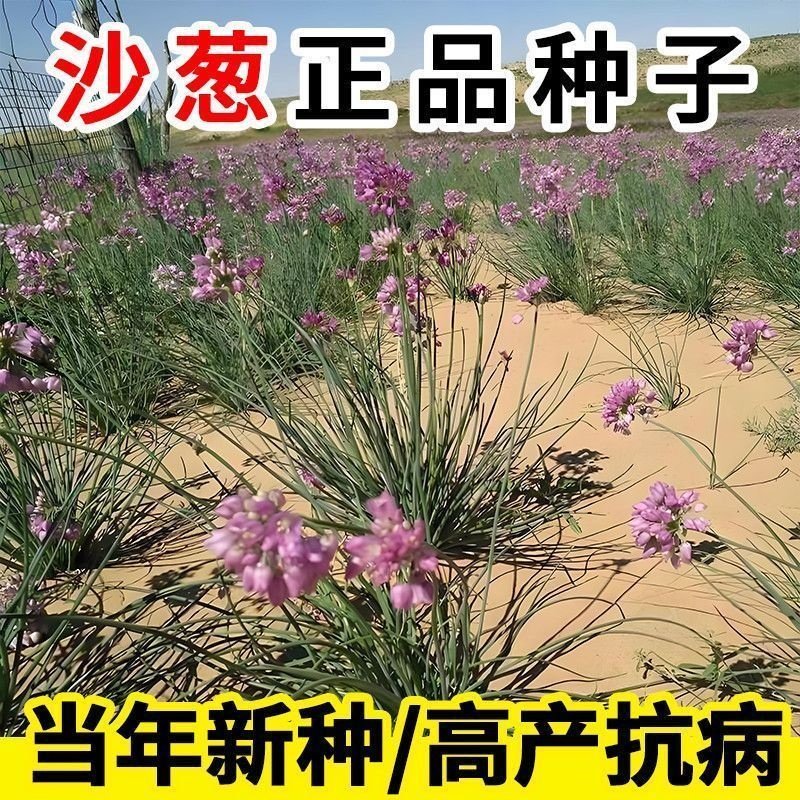 沙葱种子沙葱高产胡聪耐热耐寒耐旱盆栽庭院阳台四季蔬菜种子,淘宝优惠券,粉丝福利购,淘宝优惠卷