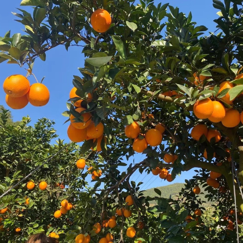 重庆奉节脐橙纽荷尔橙子当季新鲜时令水果甜橙手剥橙