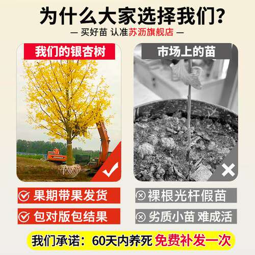 银杏树活苗金叶别墅庭院绿化风景大树苗行道树南北方种植老桩花木 - 图3