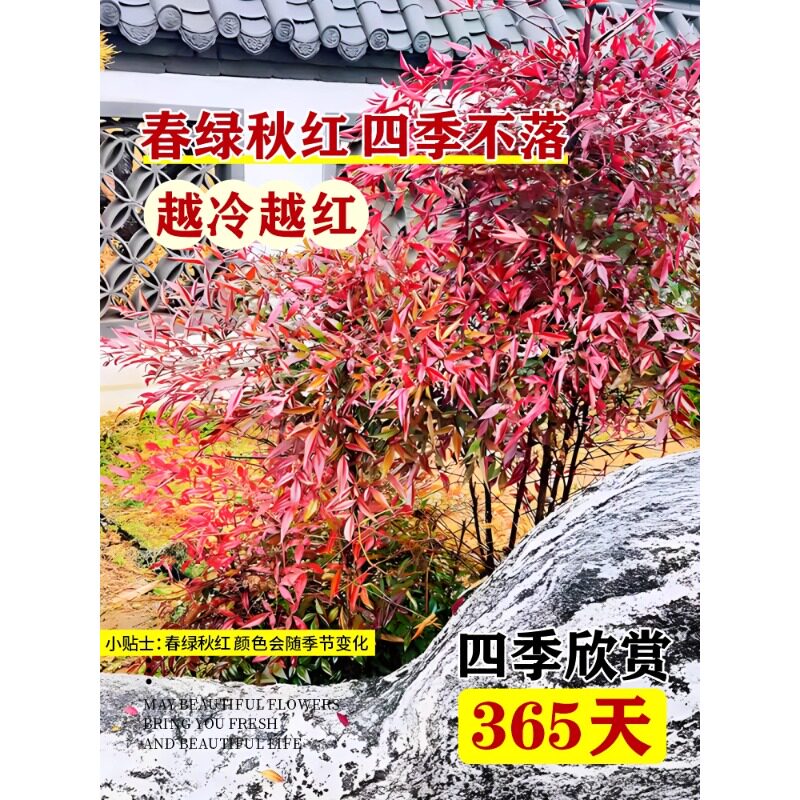 火焰南天竹盆栽客厅树苗室内植物盆景室外庭院耐寒竹子苗花卉绿植 - 图1