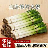 山东大葱带皮去半叶带箱5斤