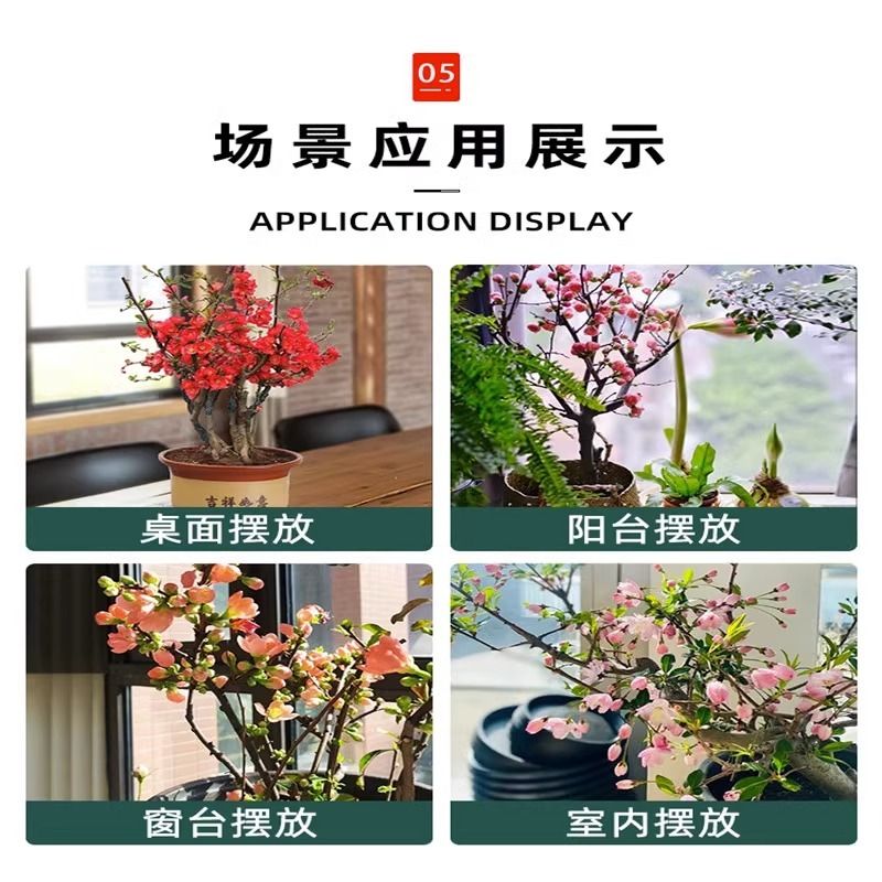 海棠花盆栽树苗老桩花卉植物室内花阳台名贵绿植好养活多色桌面-图1