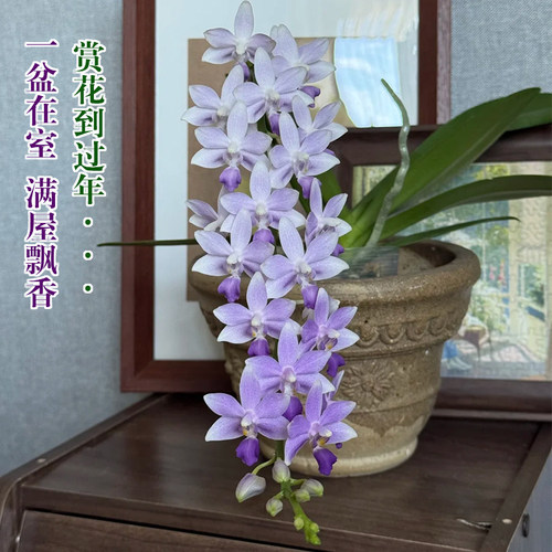 精品蓝星蝴蝶兰花苗带花苞室内绿植物小盆栽名贵花卉四季好养耐阴 - 图3