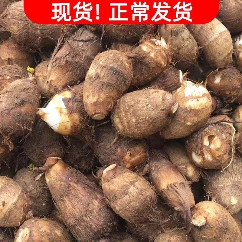 山东芋头牛奶小芋头新鲜毛芋头现挖奶油芋艿软糯丝滑当季蔬菜,淘宝优惠券,粉丝福利购,淘宝优惠卷