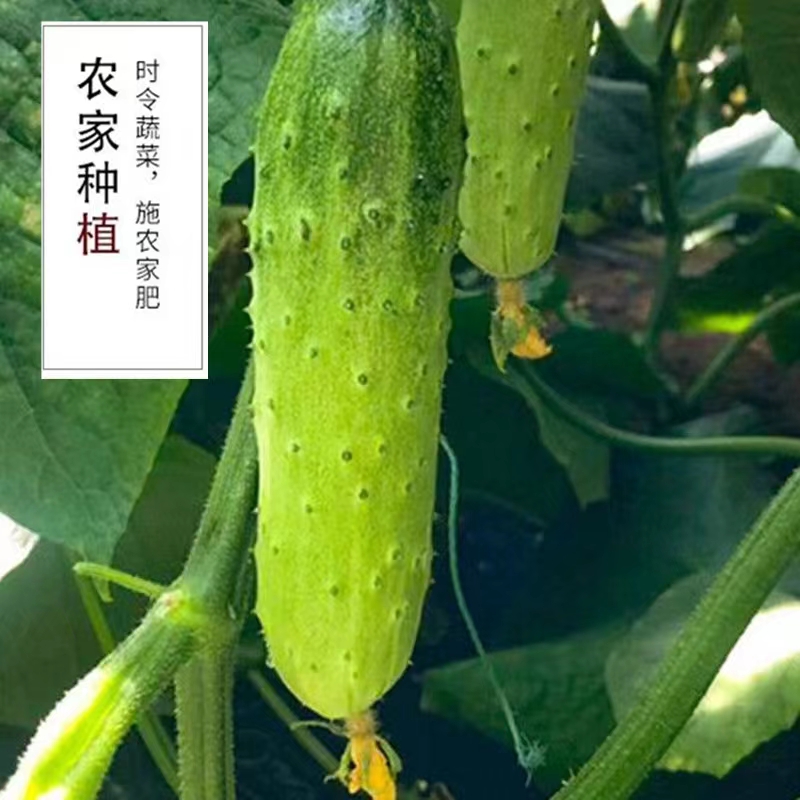 水果小黄瓜新鲜生吃5斤黄瓜新鲜农家无刺小青瓜当季蔬菜整箱包邮 - 图0