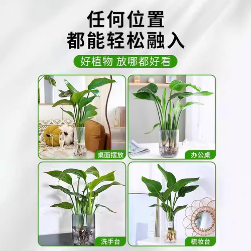 水培天堂鸟盆栽桌面四季常青植物室内水养耐阴客厅驱蚊开花摆放 - 图2