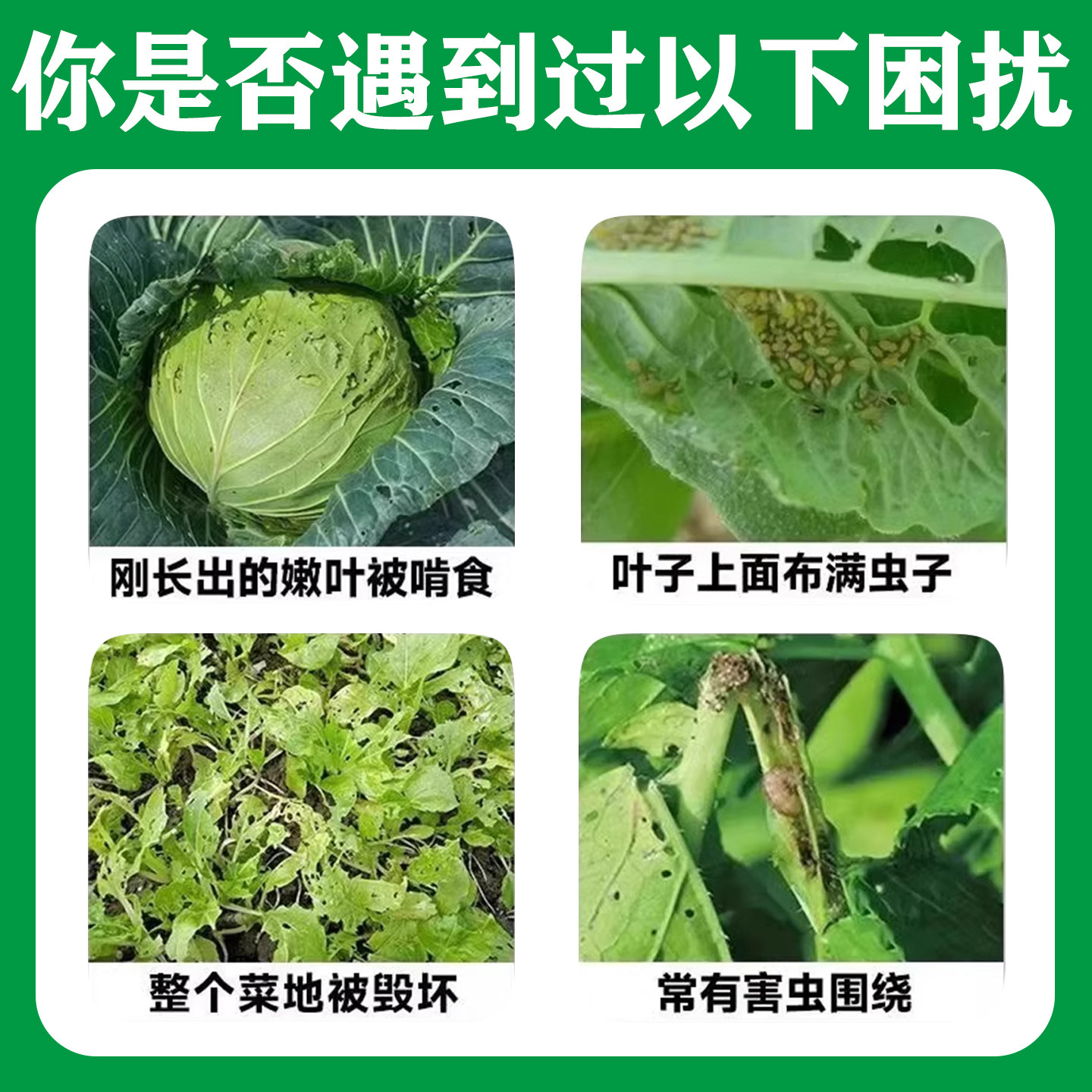 百虫清蔬菜专用杀虫无毒菜园强力除蚜虫菜青虫蚧壳虫专杀菜地正品,淘宝优惠券,粉丝福利购,淘宝优惠卷