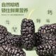Dried mulberry 500g special grade | over 5000 additional purchases