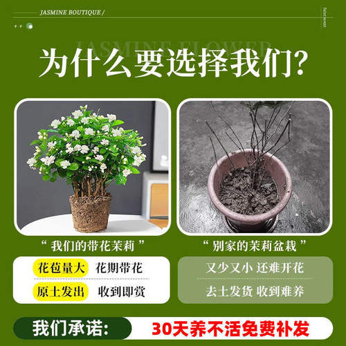 茉莉花盆栽阳台花卉带花苞老桩树苗驱蚊水培栀子花卉绿植室内好养 - 图2