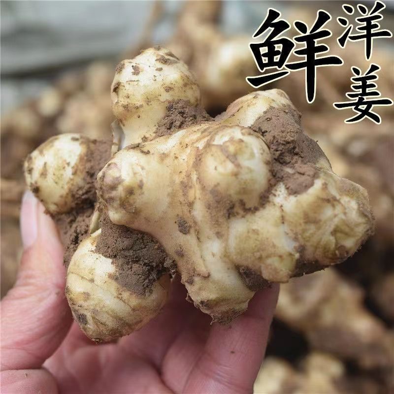 新鲜野洋姜鬼子姜9斤蔬菜生菊芋胰岛果洋姜农家自种现挖酱腌泡菜-图1