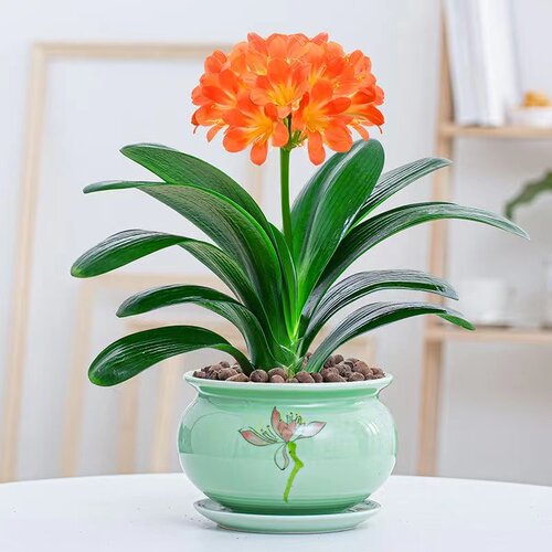 四季君子兰盆栽大苗花卉植物室内绿植耐寒好养活水培客厅开花 - 图0