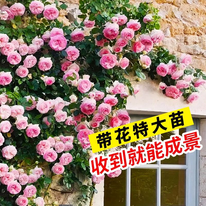 6大苗蔷薇花苗藤本月季花爬藤植物四季开花卉室外庭院1米带花易活-图2