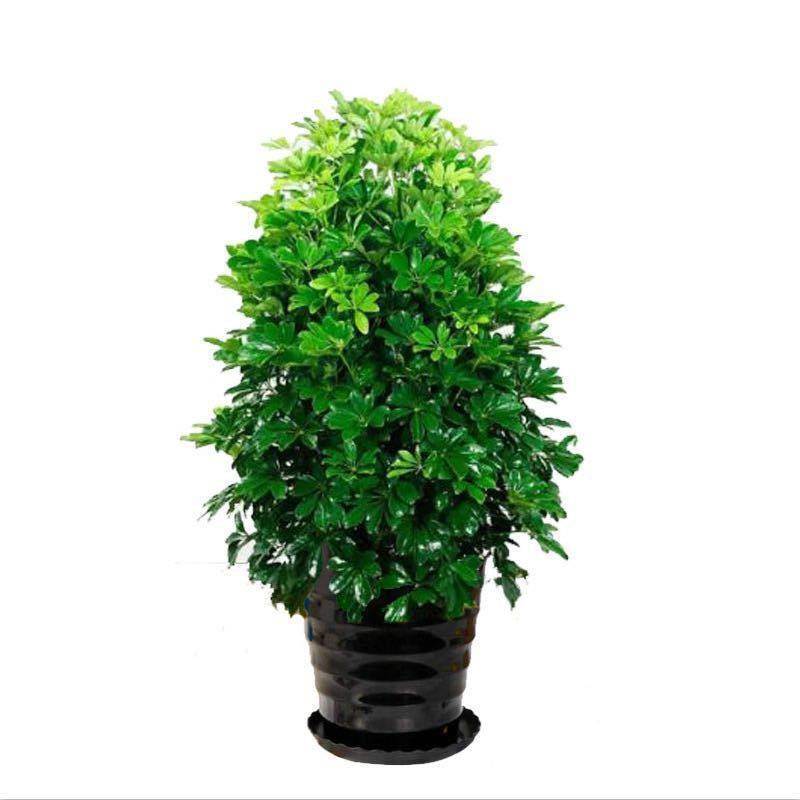 大型室内客厅盆栽花卉八方来财鸭脚木绿植七叶莲发财树鸭掌木招财,淘宝优惠券,粉丝福利购,淘宝优惠卷