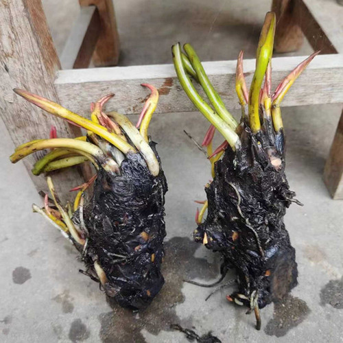 大睡莲根块睡莲花水培植物四季莲花盆栽水养荷花睡莲根茎耐寒水生 - 图0