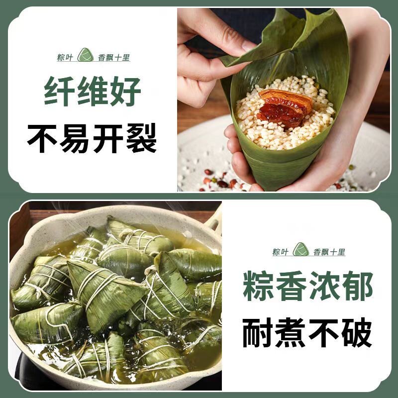 新鲜粽子叶特大粽叶箬叶端午节包粽子的叶子家用商用干送绳现摘