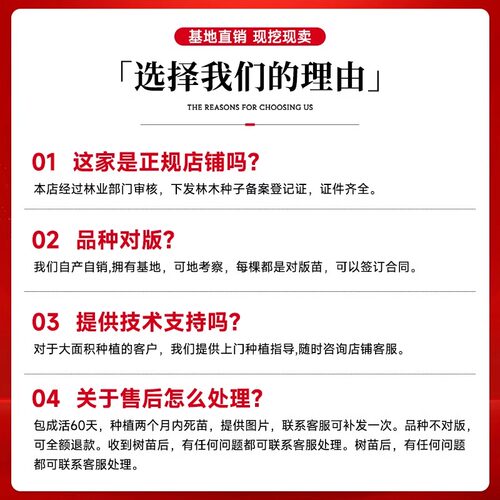 荔枝树苗嫁接果树无核桂味妃子笑特大号南北方庭院盆栽四季水果苗 - 图3