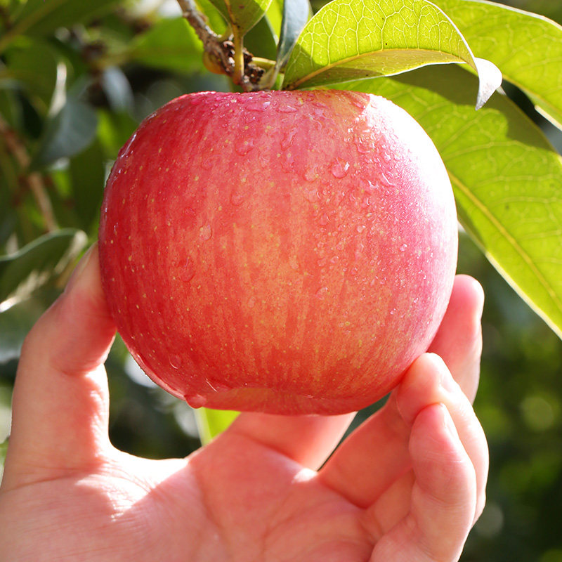 现摘陕西红富士苹果水果新鲜当季冰糖心丑苹果脆甜包邮整箱批发,淘宝优惠券,粉丝福利购,淘宝优惠卷