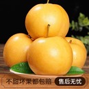正宗烟台莱阳秋月梨净重4.5斤