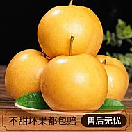 正宗烟台莱阳秋月梨净重4.5斤