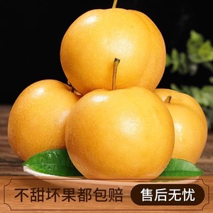正宗烟台莱阳秋月梨当季羊脂梨子4.5新鲜整箱山东新鲜当季水果