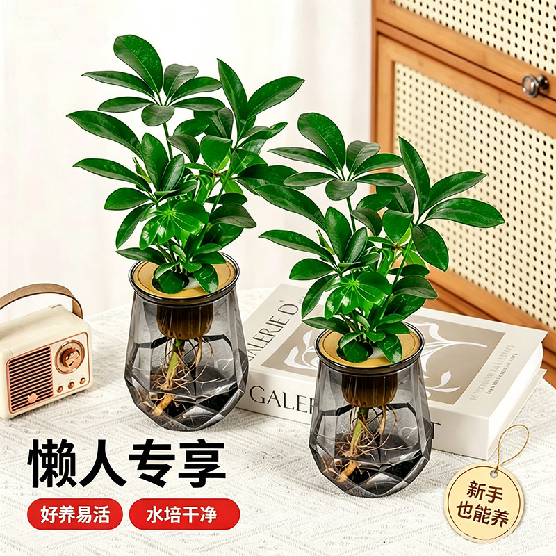 水培绿萝发财树水培懒人植物水养盆栽办公桌净化空气客厅桌面绿植