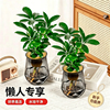 水培植物发财树盆栽2盆