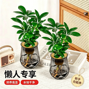 水培植物发财树盆栽2盆