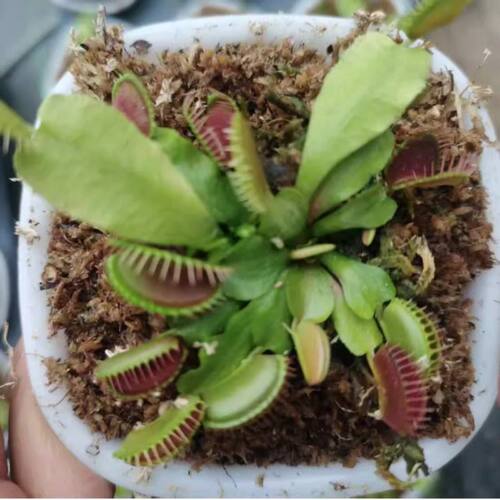 捕蝇草盆栽食虫植物驱蚊草苗多肉植物猪笼草食人花绿植花室内驱虫 - 图1