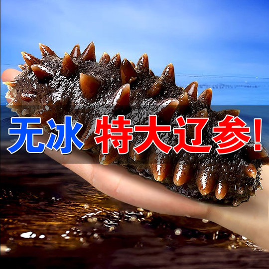 大连海参即食底播野生新鲜活辽参刺参非干货500g真空独立包装礼盒