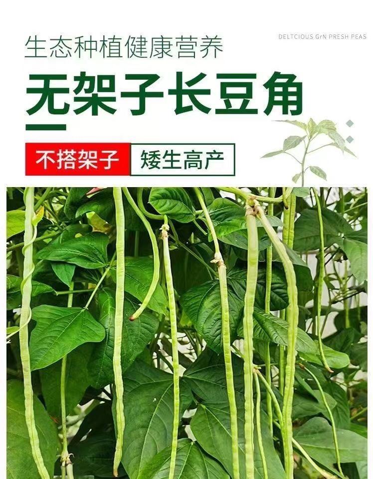 无架豆种子不搭架长豇豆种籽蔬菜种孑阳台春秋季四季豆角种植柳叶 - 图1