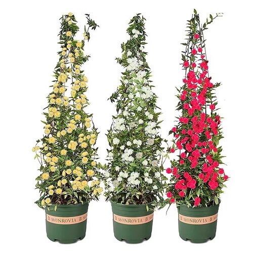 红木香四季开花苗爬藤植物甜蜜黄木香花庭院阳台无刺蔷薇盆栽花卉 - 图3