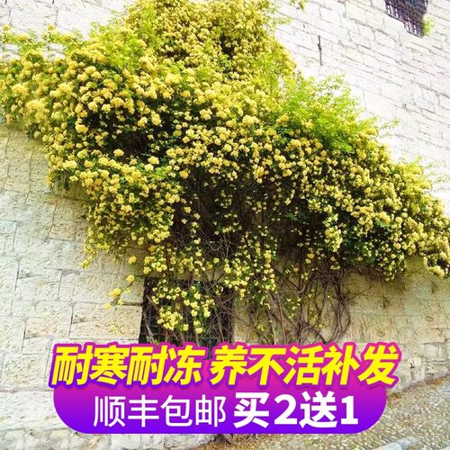红木香花苗爬藤植物甜蜜黄白木香花树庭院四季开花卉盆栽大苗蔷薇 - 图3