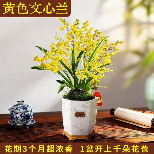 香水文心兰冬带花苞梦香兰花苗可水培室内好养浓香花卉绿植盆栽 - 图1