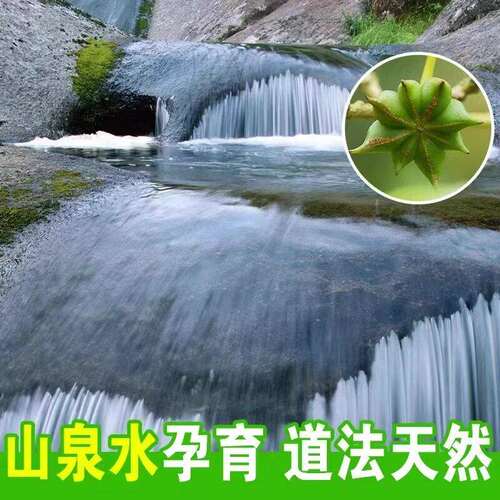 大广西八角桂皮香叶大料花椒大茴香商用香料调料厨房优质无硫保存 - 图2