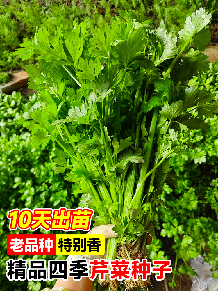 芹菜种子四季小香芹种孑阳台蔬菜籽种西芹实芹菜苗秧高产无架早熟-图1