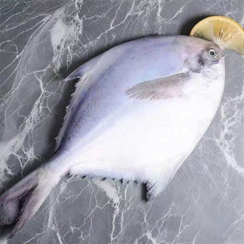 野生银鲳鱼鲳鱼新鲜海捕大鲳鱼冷冻海产海鲜批发生鲜深海年货节,淘宝优惠券,粉丝福利购,淘宝优惠卷