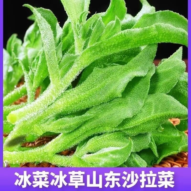 山东产地冰菜冰草新鲜现摘现发蔬菜火锅即食生吃凉拌沙拉送沙拉酱,淘宝优惠券,粉丝福利购,淘宝优惠卷