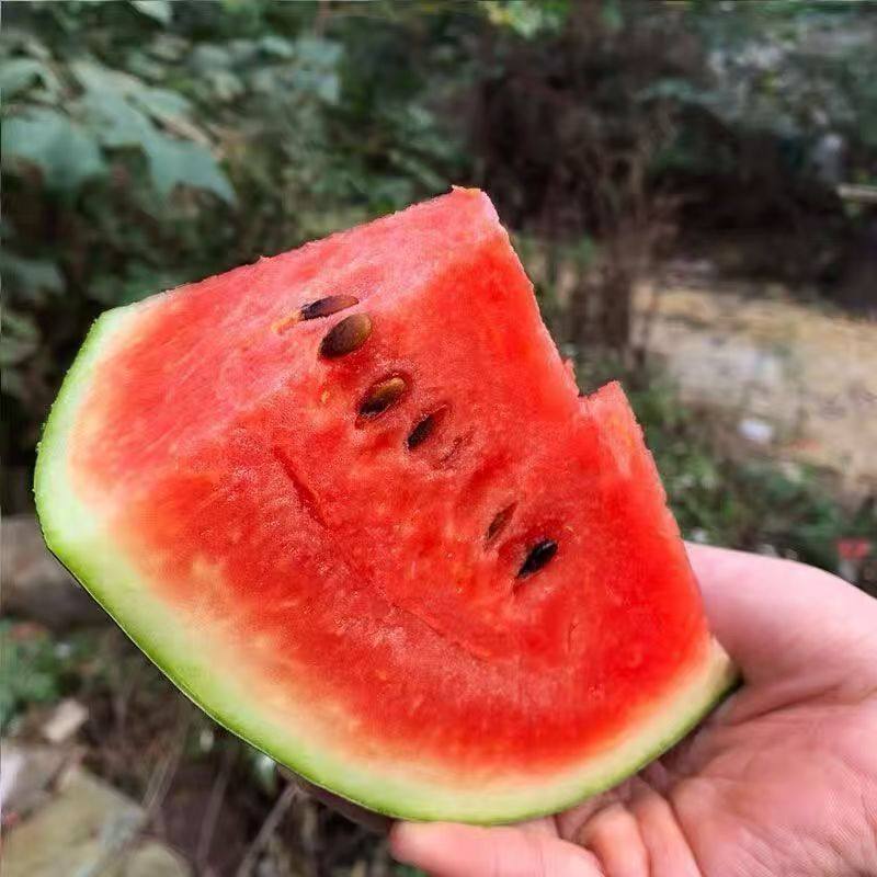新鲜黑美人西瓜当季水果整箱时令薄皮大西瓜沙瓤甜西瓜麒麟瓜包邮,淘宝优惠券,粉丝福利购,淘宝优惠卷