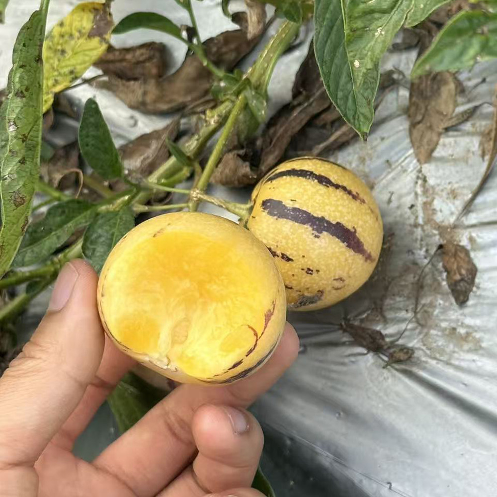 云南石林树熟人参果圆果大果新鲜当季现摘黄肉黄心人参果普箱装,淘宝优惠券,粉丝福利购,淘宝优惠卷