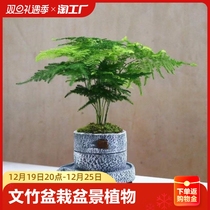 Wenzhu potted bonsai plant indoor hydroponic plant Flower Living room Desktop office Green planting for a room to make a fortune
