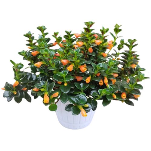 金鱼吊兰盆栽室内绿植花卉多肉植物绿萝年宵花吸甲醛四季好养盆景 - 图3