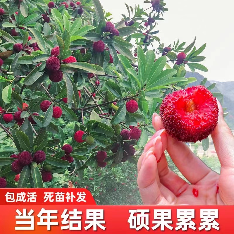 正宗东魁杨梅树树苗特大杨梅苗种植地栽果树苗当年结果水晶庭院 - 图0