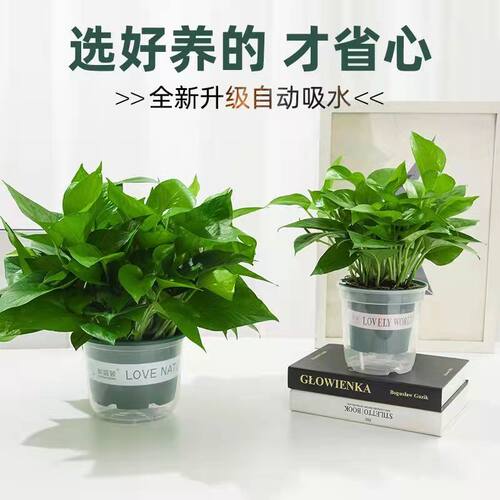 绿萝室内盆栽净化空气大叶绿萝花卉植物水培绿萝长藤绿萝批发 - 图0